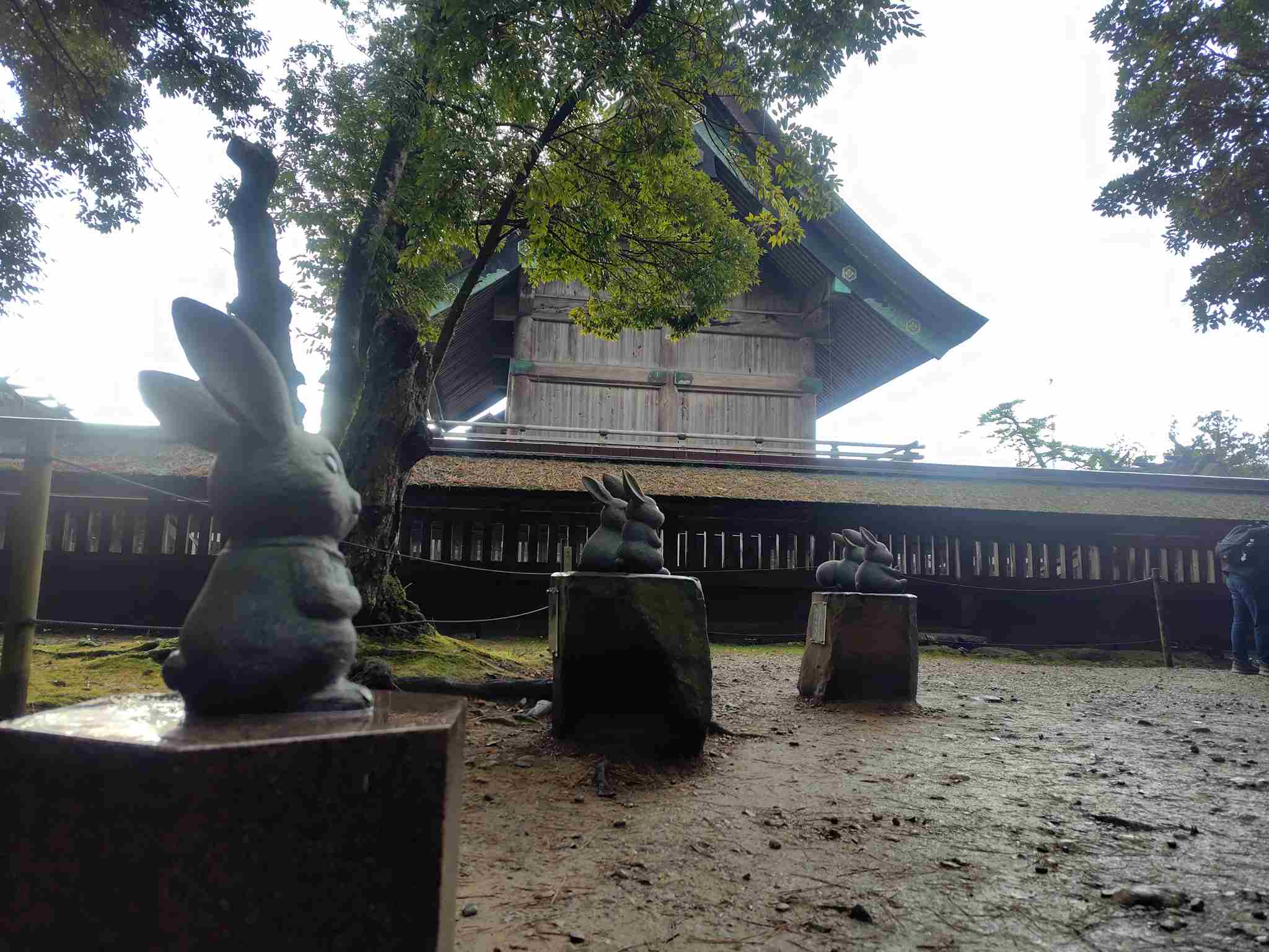 出雲大社本殿裏
