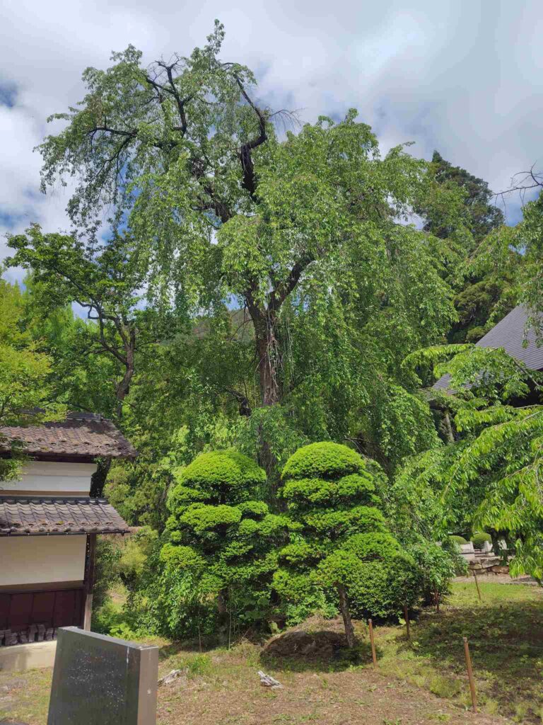 長妙寺の桜