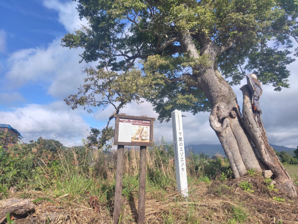 下関のエゾエノキ